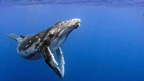  Cá Voi Lưng Gù Humpback Whales