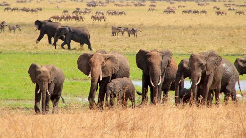 Châu Phi Huyền Diệu Amazing Africa