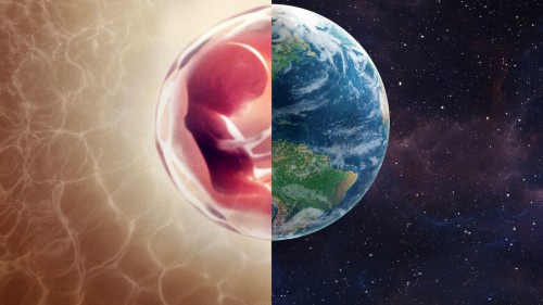 Con người: Thế giới bên trong cơ thể Human: The World Within