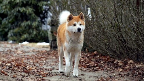 Hachi: A Dog's Tale Hachi: A Dog's Tale