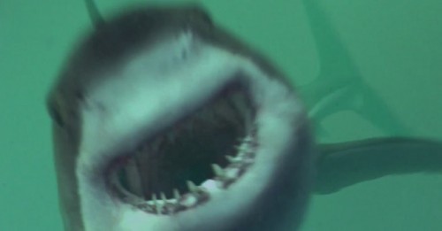 Mồi Cá Mập Open Water 3: Cage Dive - Shark Terror
