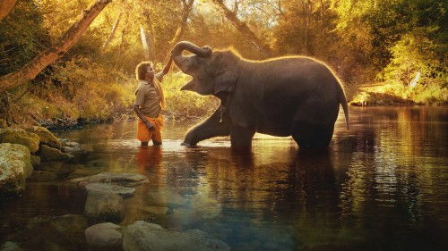 Người chăm voi The Elephant Whisperers