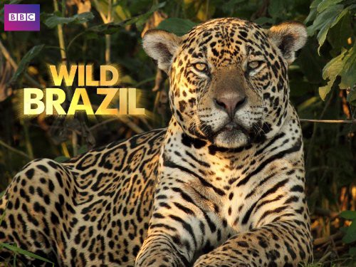 Thiên Nhiên Brazil Hoang Dã Wild Brazil